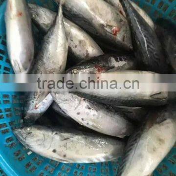 New Catch Bonito Tuna Whole photo-2