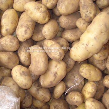 Fresh Potato photo-4