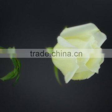 Wide variety Tineke best-selling white 'rose calla flower' ivy