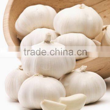 supply dried cracked garlic