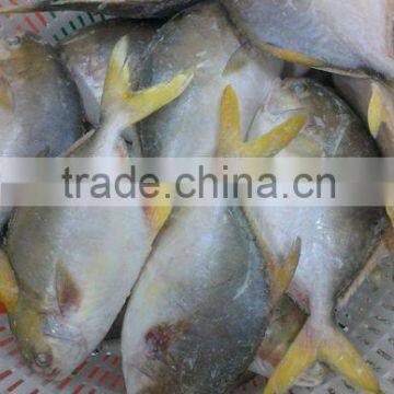 Pomfret 400-600g golden pompano 95% NW