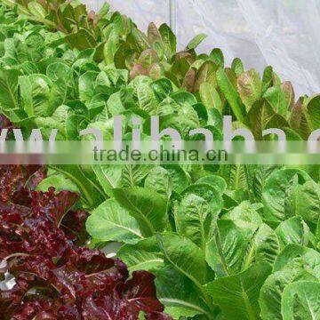 Hydroponics Farming - 10