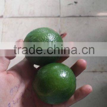 NATURAL GREEN LEMON/LIME/GREEN CITRUS WITHOUT SEED FROM VIETNAM FOR SALE