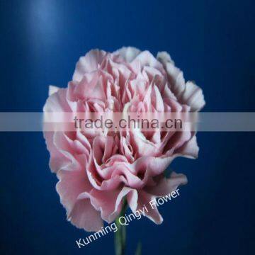 Wholesale Most Popular Good Quality Carnation Cut Fresh Flowers Carnation photo-6