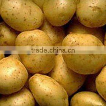 chinese fresh potatoes