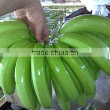 Cavendish Banana