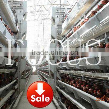 layer cages feeding system for chicken