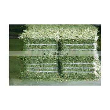 Alfalfa Hay