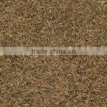 Cumin Seeds Singapore photo-3