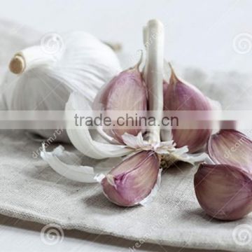 2016 fresh natural white garlic or red garlic