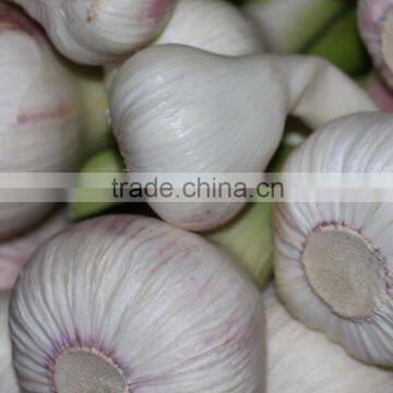 2017Hot sale Egyptian fresh garlic (Red, White) for export