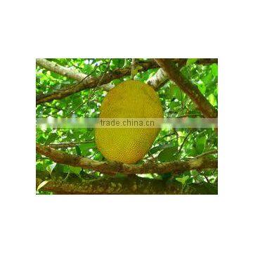 Artocarpus integrifolia hybrid orange (Jack Fruit Orange Hybrid)