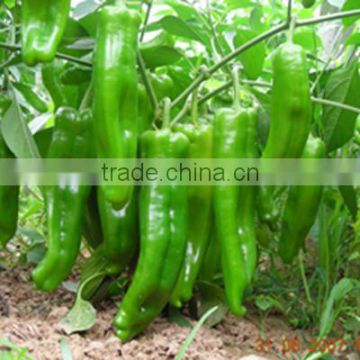 Hybrid high yield pepper seeds for growing-Da Jiao