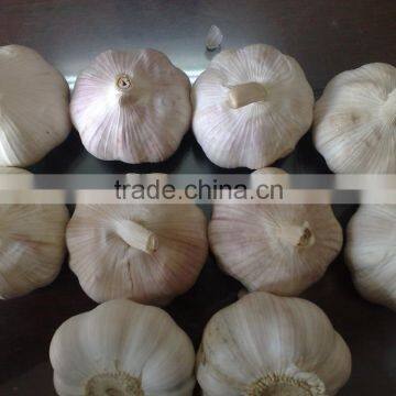 WHITE GARLIC FROM VIETNAM (SKYPE: VISIMEX10) photo-5