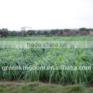 Yellowish Brown Hybrid Pennisetum Grass Seed Biology Power Fuel Plant