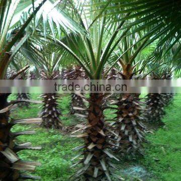 Washingtonia filiferaLinden.Wendland of outdoor ornamental decrotive landscaping palm trees plants