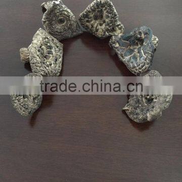Sarcodon Imbricatus photo-3