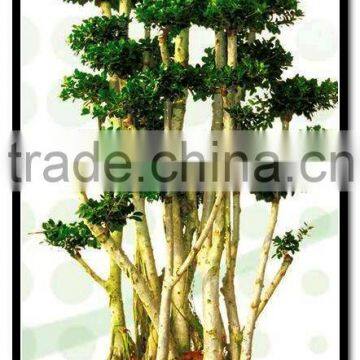Ficus Microcarpa Trees