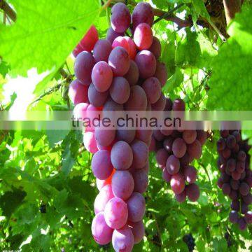 agricultural 20% crystal Gibberellic Acid
