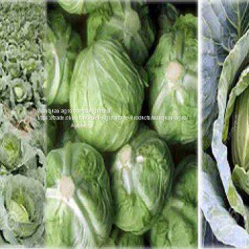 cabbage