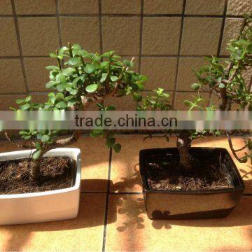 Portulacaria afra ( Jade plant) bonsai