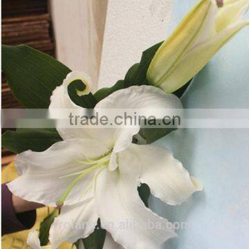 lily flowers white fresh cut for blessing from Kunming