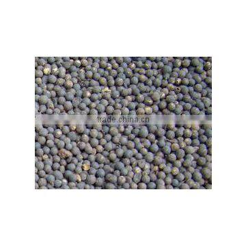 Embelia Ribes photo-2