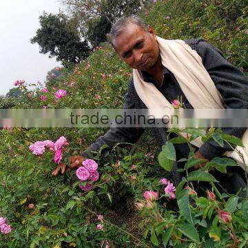 Rose Oil, 100% Pure Rose Otto photo-2