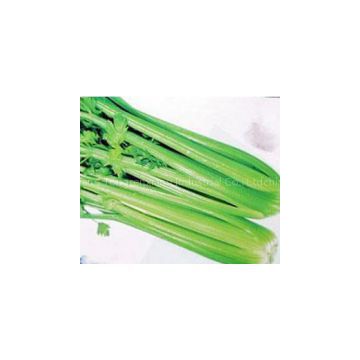 Celery