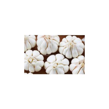 white garlic,fresh garlic,chinese garlic