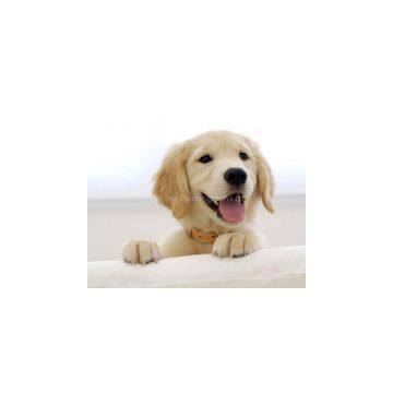 Beijing Painting Company