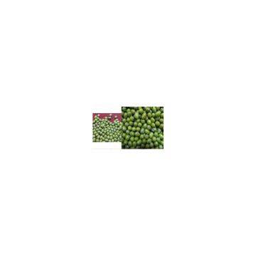 Green Mung Bean( sprouting type, New crop, hand-picked)