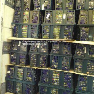 Fresh Celery photo-2