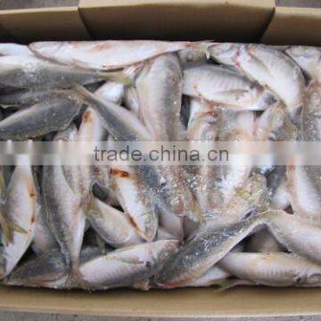 High quality horse mackerel(Decapterus maruadsi) 120-140 pcs