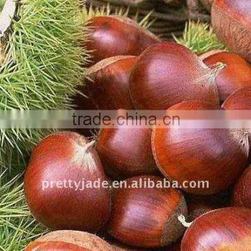 China Fresh Chestnut For Roasting