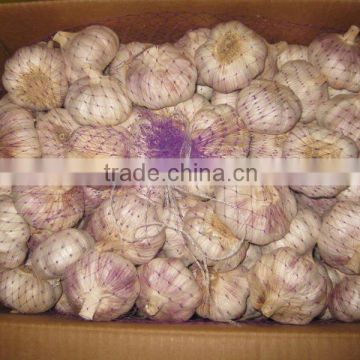 new crop 5.5 cm fresh normal white garlic