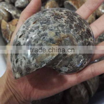 wholesale natural rock gray ammonite fossils