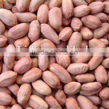 2014 Peanut Kernels, Luhua / Haihua 24/28,28/32,34/38 photo-2