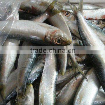 Frozen Sardines