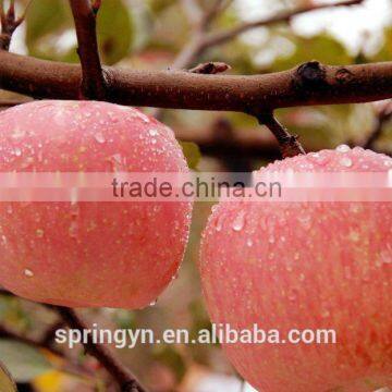 Hot selling Yunnan Zhaotong Fresh Apple Red Star Apple