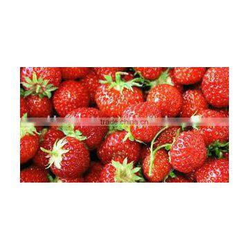 STRAWBERRY photo-3