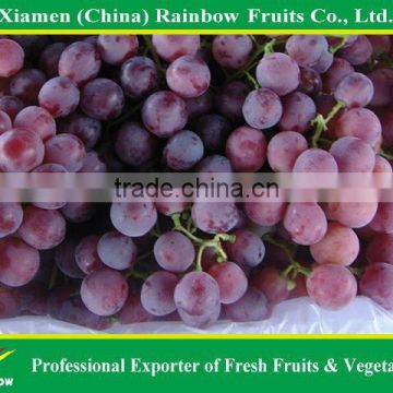 Red Globe Grape Class 1