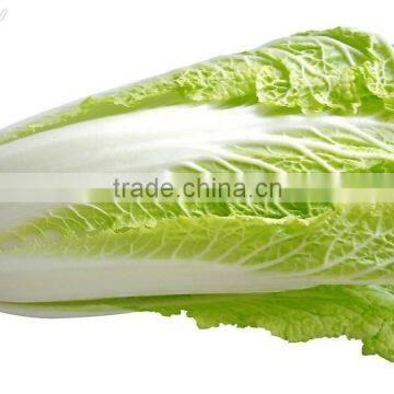 CHINESE FRESH GREEN CABBAGE FLAT TYPE LONG SHAPE photo-5