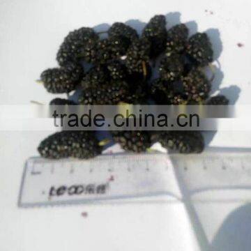 Top quality frozen mulberry from factory