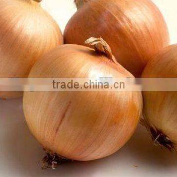 Fresh Yellow Onion