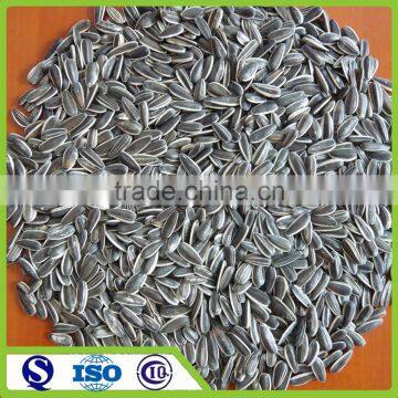 New crop 5009 Long shape Sunflower seed