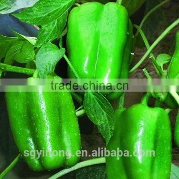 High yield antivirus sweet pepper seeds Outlander F1