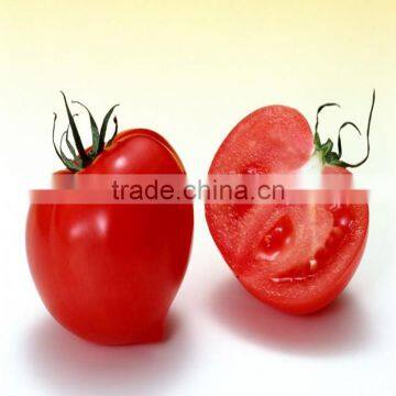 Unlimited Hot sale red hybrid F1 tomato seeds in greenhouse