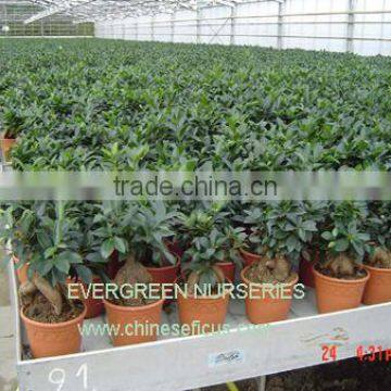 ficus ginseng