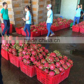 Fresh Dragon Fruit White Flesh Vietnam photo-3